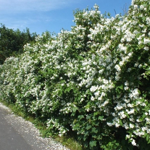 Celinda, Celindas, Celindo, Flor De Angel, Philadelphus10lts