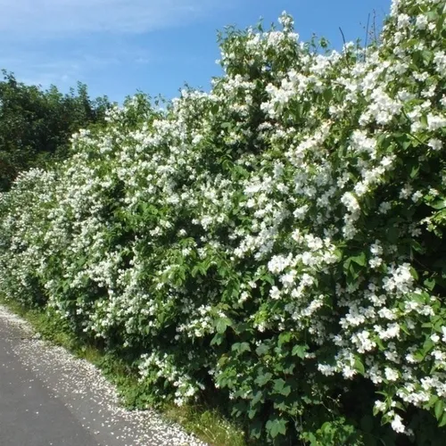 Celinda, Celindas, Celindo, Flor De Angel, Philadelphus15lts