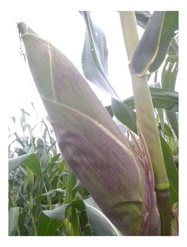 Semilla De Maiz Variedad Costeño Mejorado Hojero
