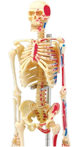 Modelo De Anatomía De Esqueleto Humano 4d 46 Partes 626011