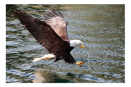 Vinilo 30x45cm Aves Aguila Agarrando Una Presa En Agua