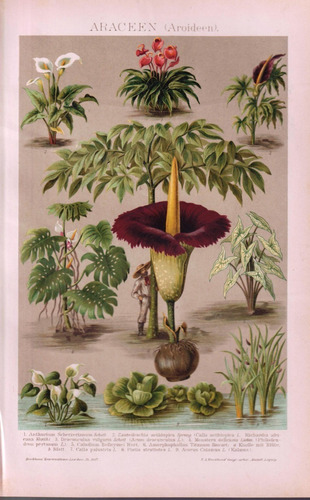 Plantas De Exterior (lámina Original 1890) Cromolitografia