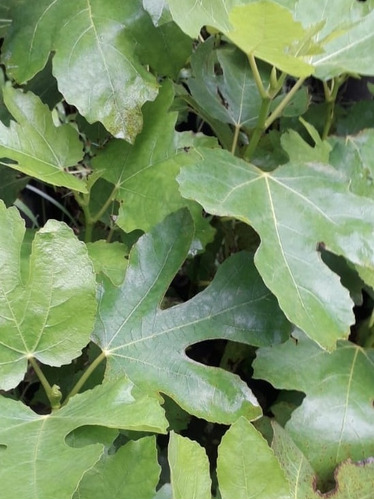 Plantas De Higo2 Y Guayaba Gigante1