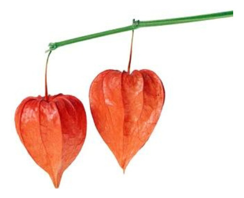 Semillas De Linterna China Physalis Alkekengi