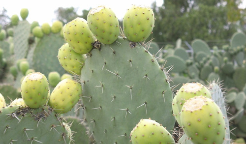  Penca/raqueta Nopal, Tuna Verde-cristal Opuntia, Enraizado 