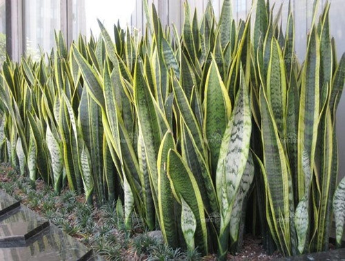 Imagen 1 de 2 de Sanseviera , Espada De Jorge , Lengua De Suegra . ( Planta )