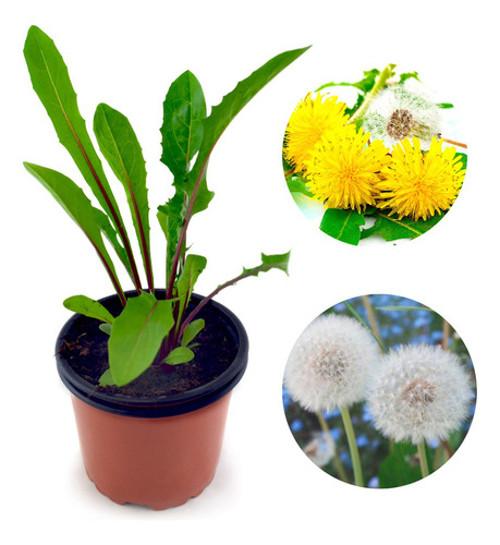 Diente De Leon Dandelion Planta