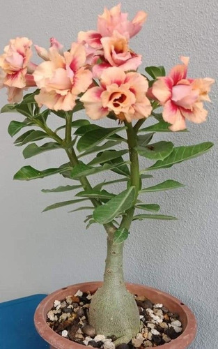 Rosa Del Desierto , Adenium Color Naranja Matizado