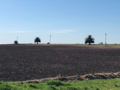 Campo Agrícola-ganadero De 92 Hás En Venta En San José.