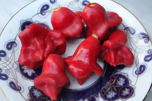 30 Semillas Chile Campanita O Aji Corona De Obispo Picante