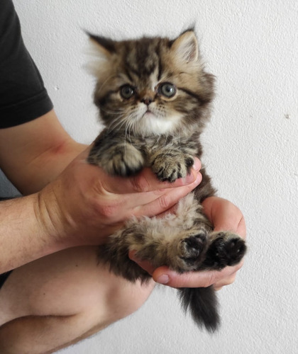 Hermoso Gatito Persa Atigrado