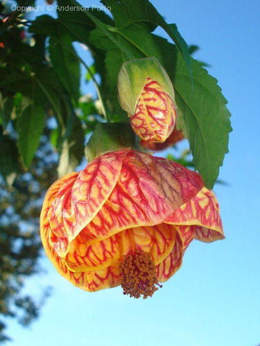 Imagem 1 de 9 de Muda De Lanterna Chinesa - Abutilon Striatum. - Lanterninha