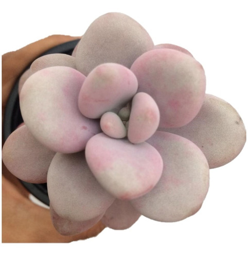 Suculenta Almendra Pachyphytum Oviferum Pink De Colección