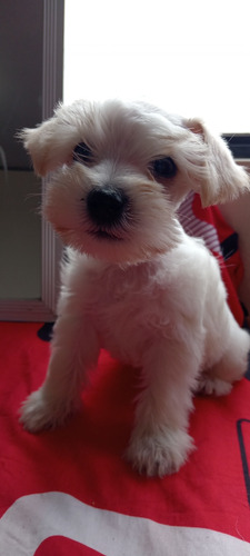 Cachorros Schnauzer Blancos Miniatura