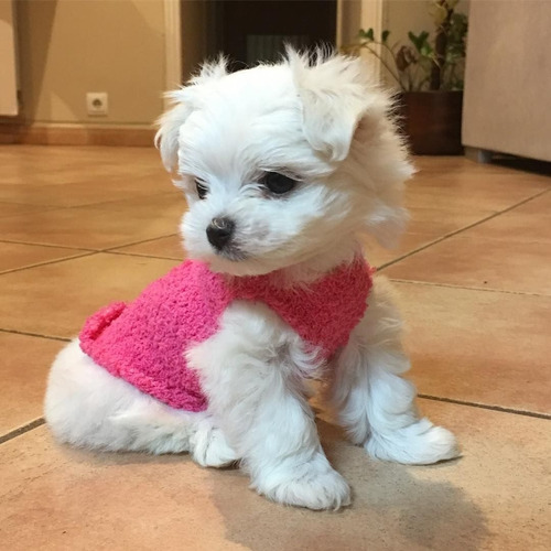 Cachorros De Raza Bichon Maltes Bellos Ya Vacunados