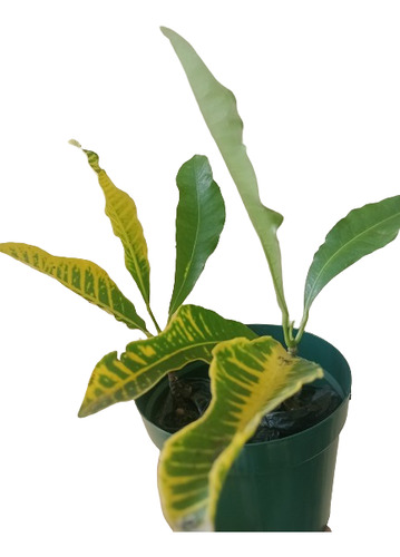 Croton Canarinho Variegatum Brasileirinho 2 Mudas