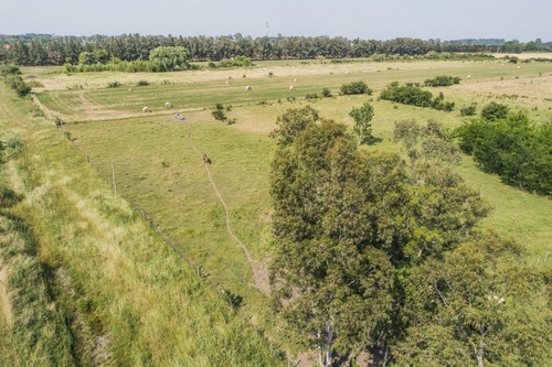 Chacras Venta 4,7 Has Residenciales-productivas Carmelo