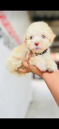 Mini Toy Perros De Raza French Poodle