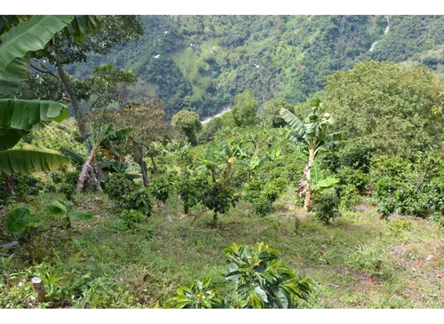 Venta Finca 77000 Mts2 Abejorral Vereda El Guaico