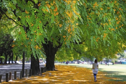 Imagen 1 de 10 de Tipa Arbol Autóctono - Muy Lindo - E. Gratis Caba Y Gba