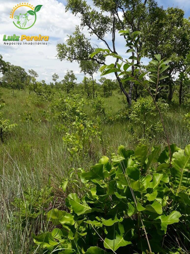 Imagem 3 de 13 de Fazenda À Venda Em São Valério - To - De 624 Alqueirões (dupla Aptidão) - 1820