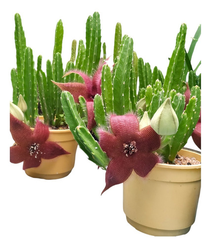 Suculenta Stapelia (estrella Atrapa Moscas) Grande 