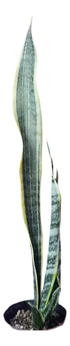 Pack De Tres Sansevieria Trifasciata O Lengua De Suegra Blanco