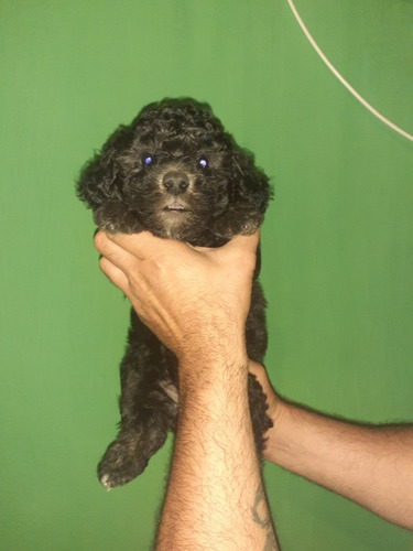 Imagen 4 de 5 de Cachorros Negritos Mini