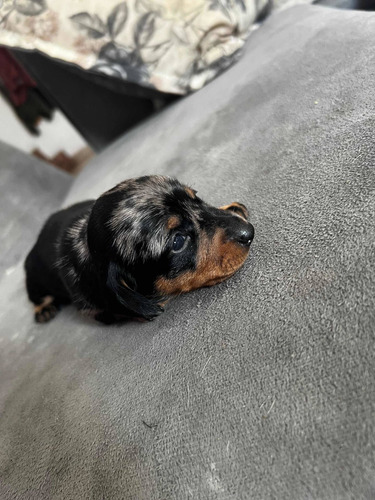 Imagen 6 de 10 de Cachorros Salchicha Mini Mini