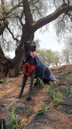 Chamarra Para Perro Gran Danés 