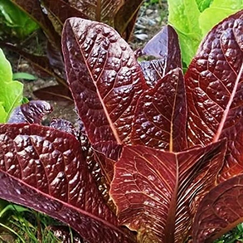 200 Sementes De Alface Alface Vermelha Red Super Romaine