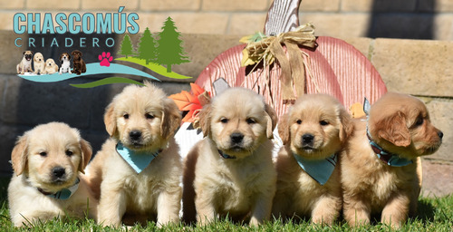Cachorros Golden Reales Criados En Campo. Criadero Chascomús