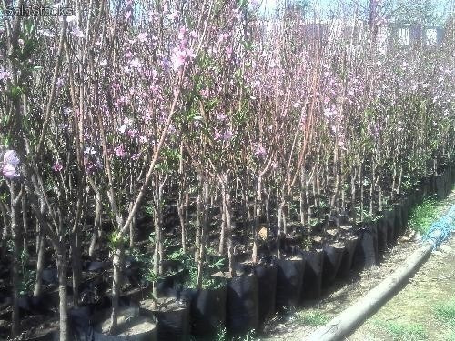 Imagen 2 de 10 de Arbol De Durazno Red Haven Injertado - E.gratis Caba.gba