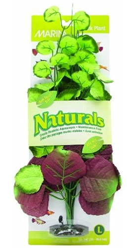 Planta De Seda De Pennywort De Marina Naturals