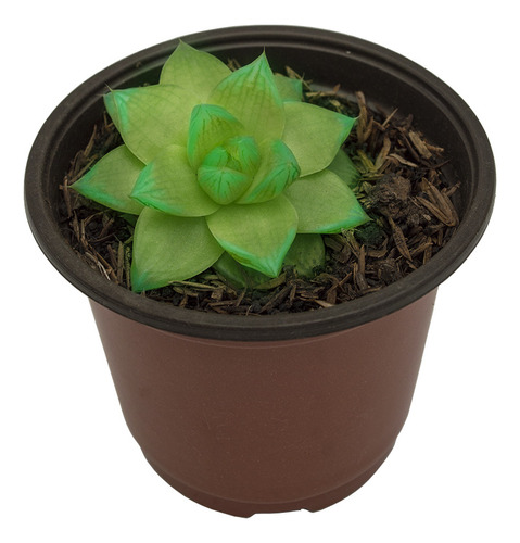 Suculenta Sabila De Cristal (haworthia Cuspidata) En Maceta