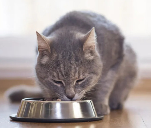 Imagen 2 de 2 de Pack Champion Cat Lata Pollo 6x315gr