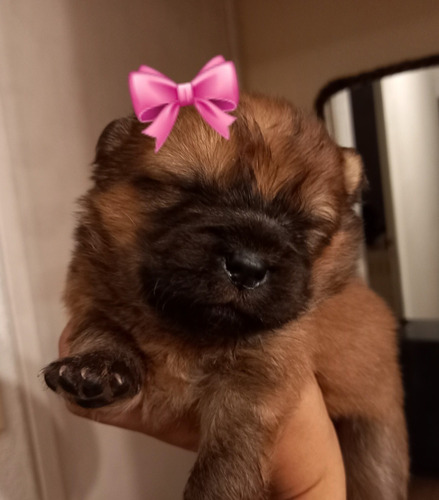 Imagen 5 de 5 de Cachorros Chow Chow