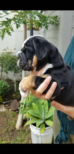 Imagen 4 de 8 de Bulldog Ingles Exotico