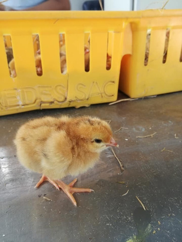 Gallinas Ponedoras 2 Meses De Edad (catabayllo)