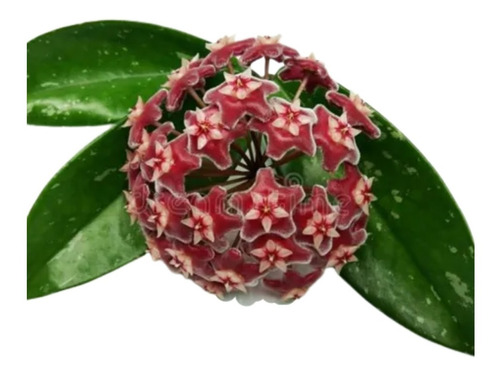 2 Mudas De Hoya P. Silver Pink -flor De Cera Planta Pendente | Parcelamento  sem juros