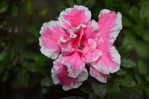 Azaleas Dobles Enanas Rojas