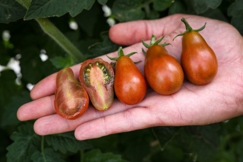 Sementes De Tomate Chocolate Pear - Pera Chocolate Cherry