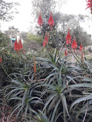 Imagen 2 de 6 de Plantas De Aloe Arborescens Miller De Flor Roja