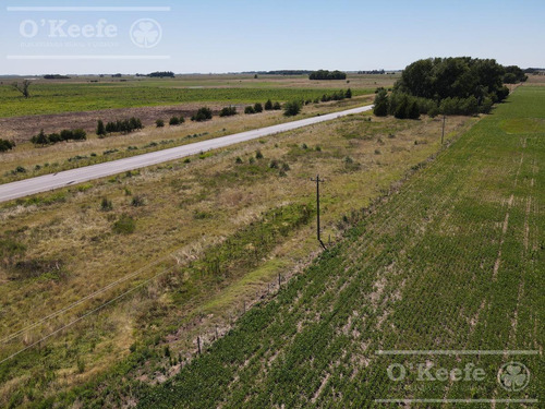 Imagen 5 de 13 de Campo 60 Has - 100% Agrícola - Oportunidad Sobre Ruta 41 - General Belgrano