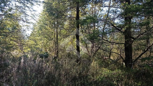 Sitio En Venta En Ensenada - Puerto Varas, Camino El Zorro