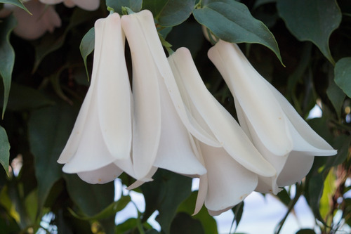 Copihues 1 Planta Flores Blancas, Sin Floración Ahora