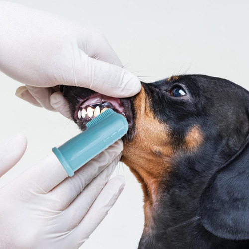 Cepillo De Dientes Para Perros Cepillo De Dientes Para Perro