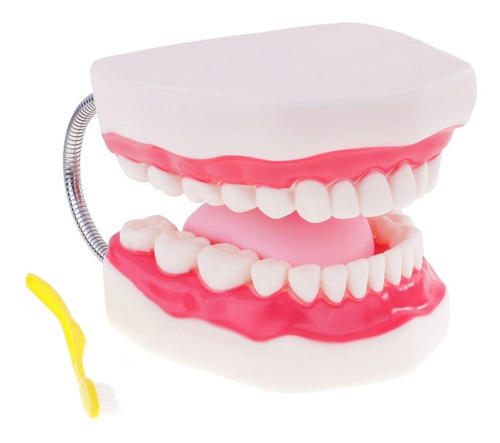 Modelo Anatómico Dental Con Lengua Grande 6x