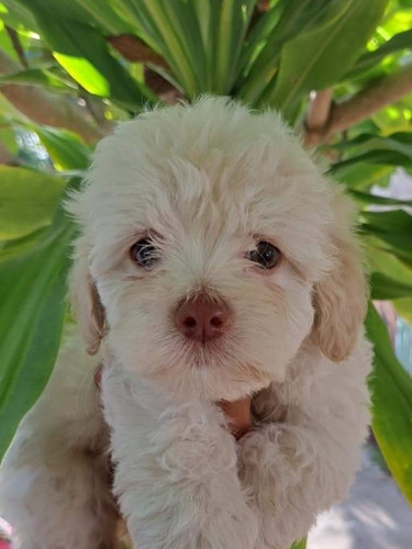 Imagen 3 de 3 de Cachorros French Poodle Mini Toy A 150