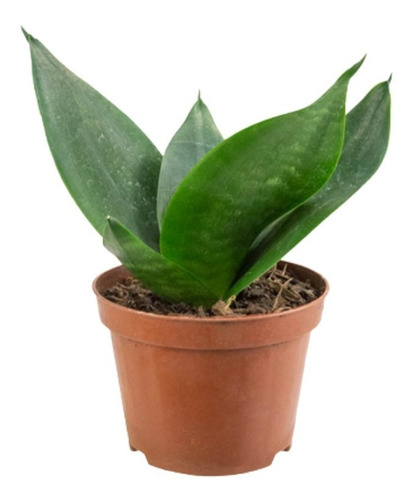 Mini Espada De São Jorge Sansevieria Hahnii Jade Dwarf